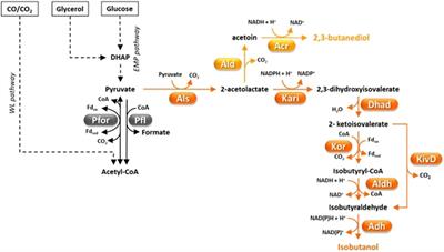 The potential of native and engineered Clostridia for biomass biorefining